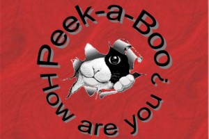 peek-a-boo cat